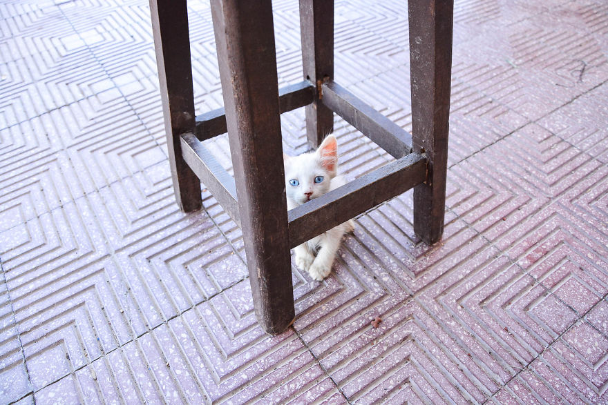 Kind Man Rescues Poor Kittens In Egypt