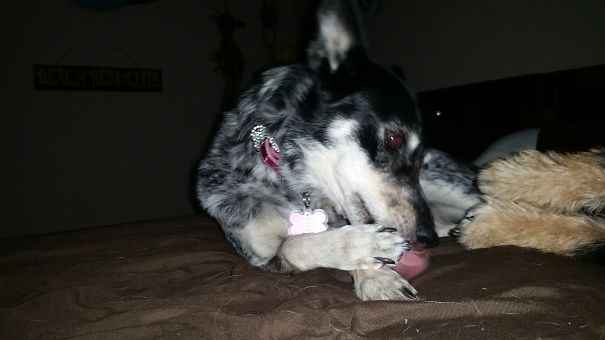 This Is Sadie. She's A Coyote/ Queensland Heeler.