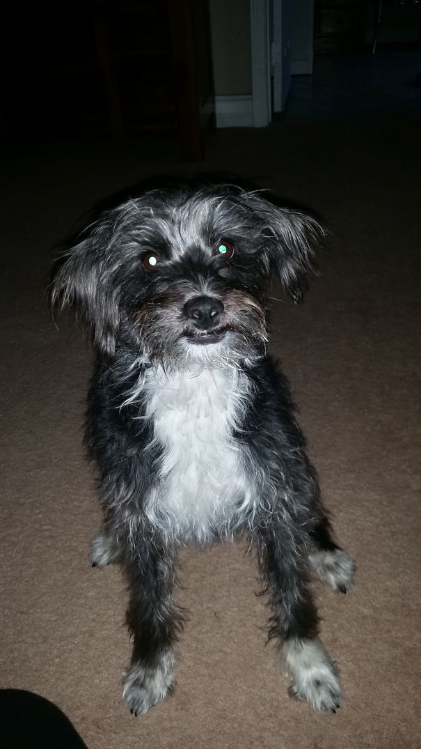 This Is Benji. He's A Schnoodle. Poodle/schnauzer