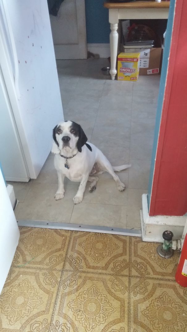 Beabull (beagle + Bulldog)