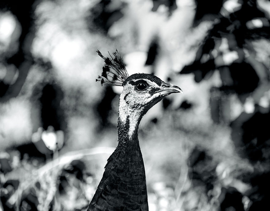 I Look For Art When I Go Birdwatching I Look For Art When I Go Birdwatching