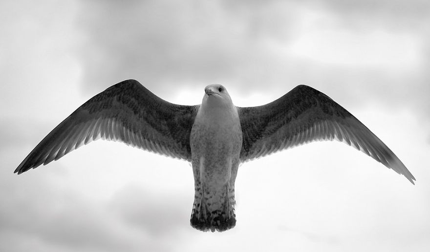 I Look For Art When I Go Birdwatching