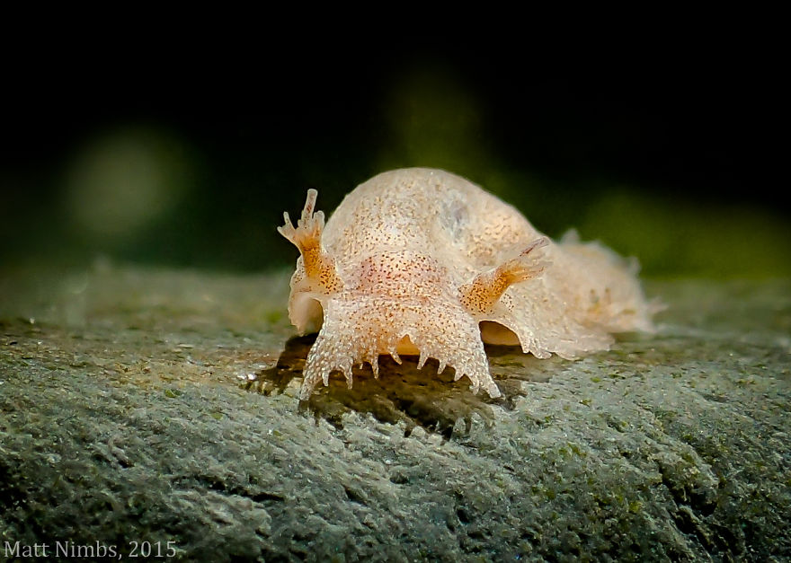 Close-up of a pale sea slug with textured skin and protrusions, illustrating unique alien-like marine life features.