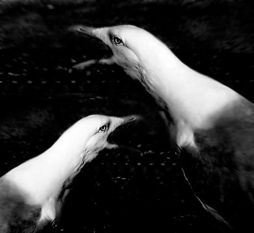 I Look For Art When I Go Birdwatching I Look For Art When I Go Birdwatching