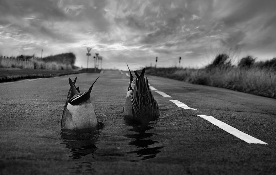 I Look For Art When I Go Birdwatching I Look For Art When I Go Birdwatching