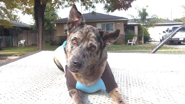 Beau Beau The Catahoula Cur/queensland Heeler Mix