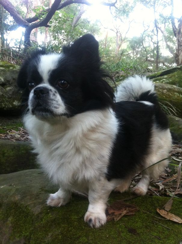 Pumpkin (tibetan Spaniel + Boston Terrier)