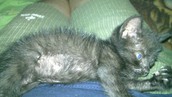 Kitty Saved From Street Abandon, Now She Is A Beautiful Cat.(after 2years)