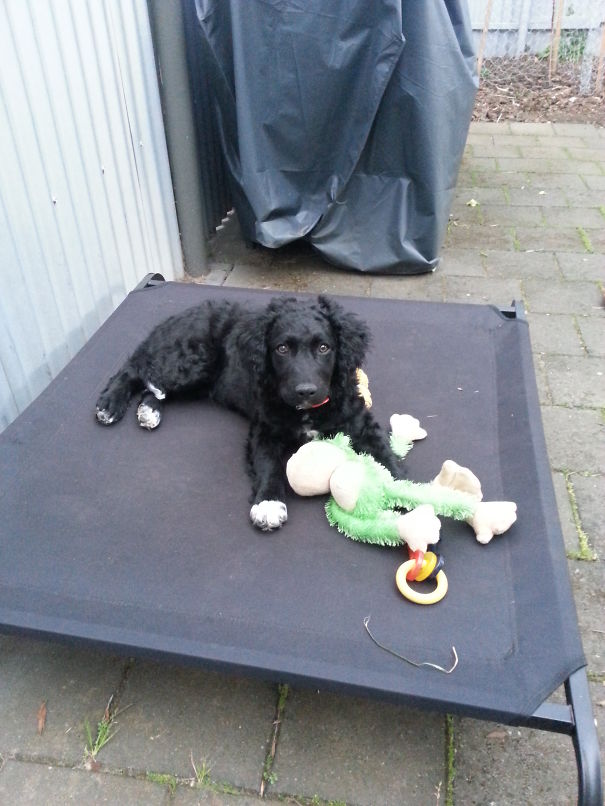 Murray Curly Coated Retriever, X Border Collie X Kelpie. Chloe, My Murly Bordelpie!!