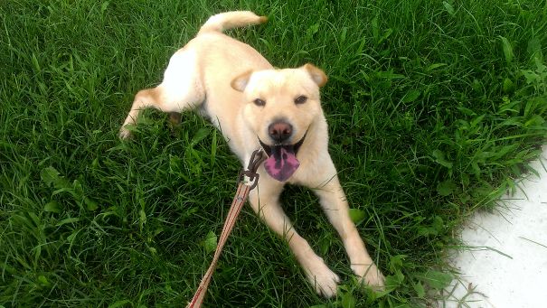 Zsömle (bun). He Is A Shar Pei And A Golden Retriever Mix.