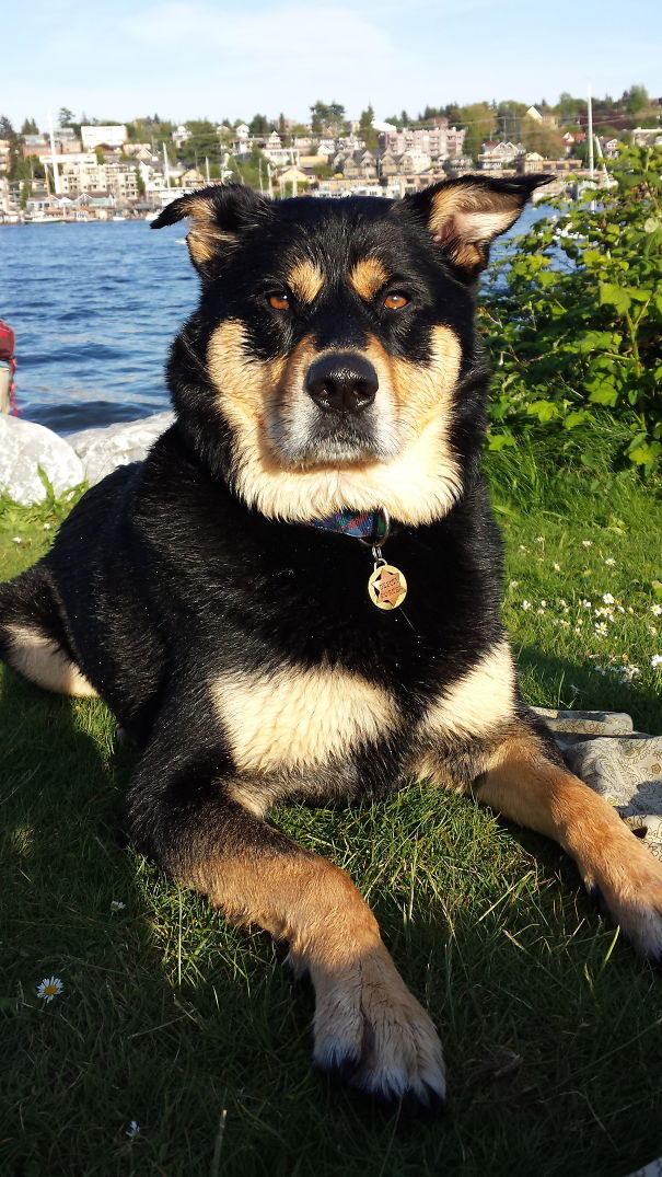 Rottsky (rottweiler + Husky)