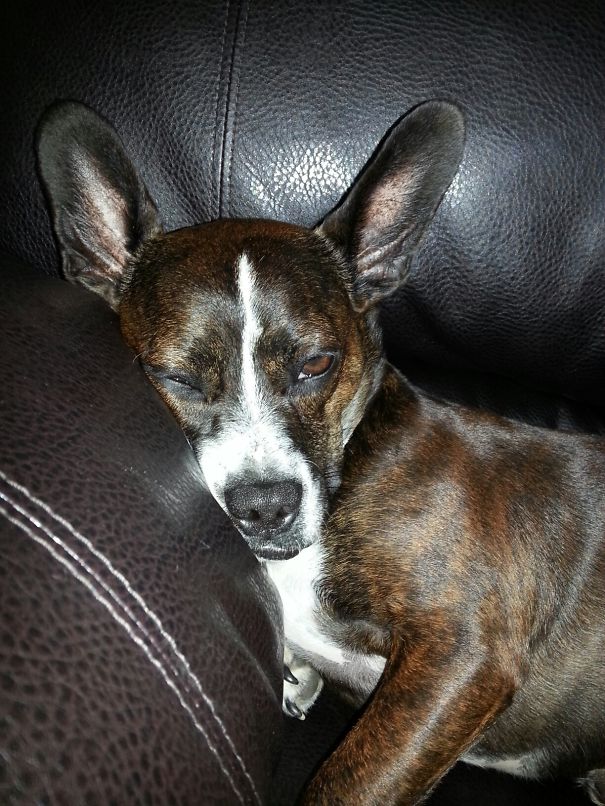 French Bullhuahua (french Bulldog + Chihuahua)