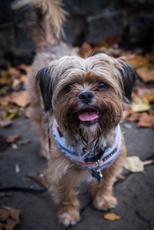 Chewie, Griffonshire (brussels Griffon + Yorkshire Terrier)