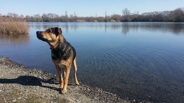 German Shepherd Crossed With Staffordshire Bull Terrier