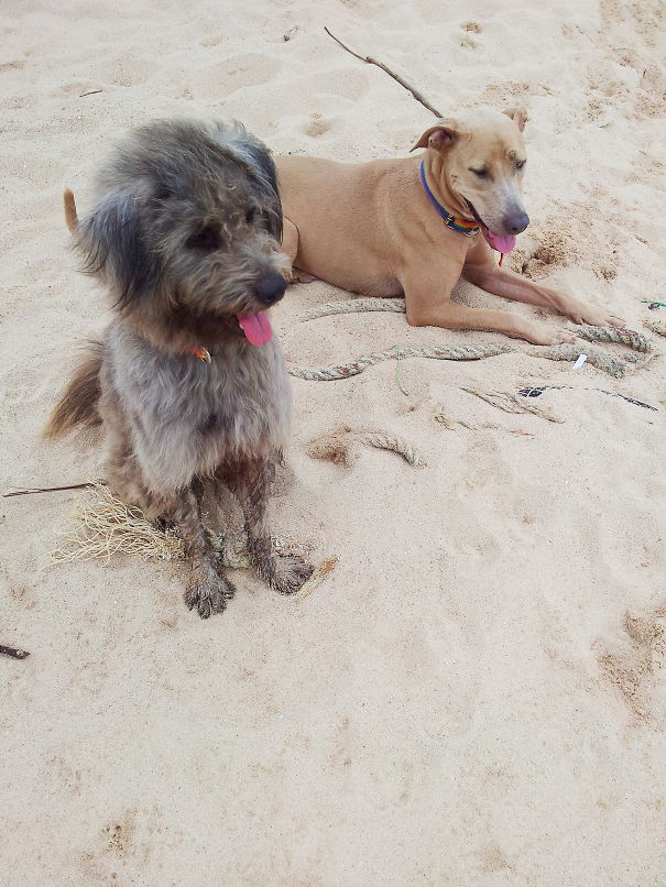 Bessy - Labrabull (pitbull + Labrador) .............. Benji (poodle + Wheaten Terrier)