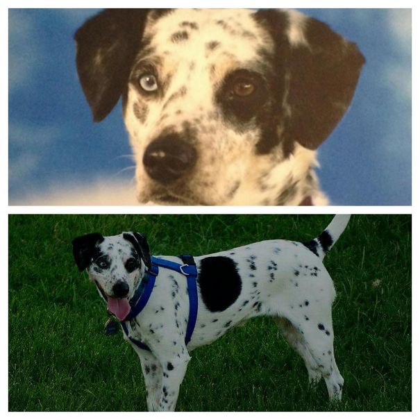 Martha, She's A Dalmatian, Blue-heeler, And Beagle Mix