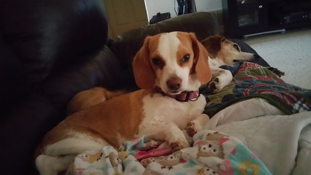 Frankee Is A Brittany Spaniel And Lemon Beagle Mix