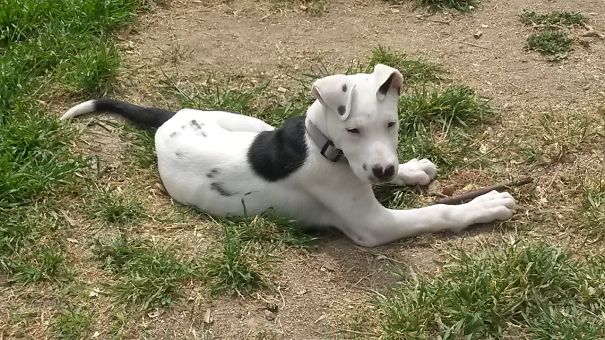 Banshee 3 Month Old (our Collimatian Girl)