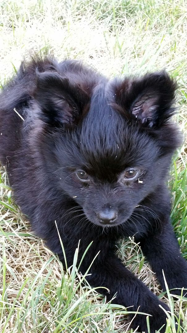 Rogue- Our Pomeranian/corgi Mix. 12 Weeks Old :)