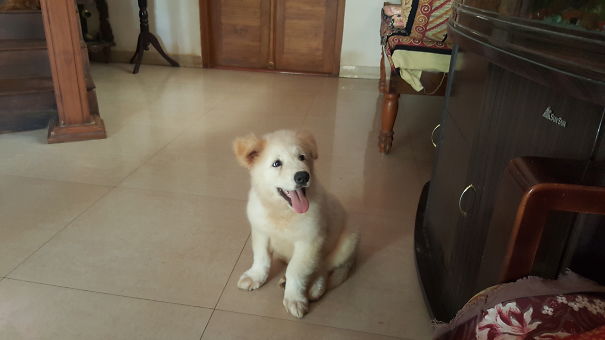 Golden Retriever + Akita