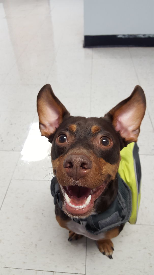 Gambit The Chiweenie (chihuahua + Dachshund )