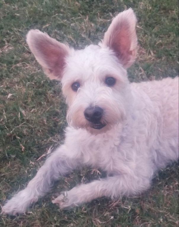 Hazel-nut Is A Westie-poo (west Highland Terrier And Miniature Poodle)