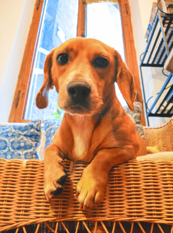 George: Dachshund + Beagle