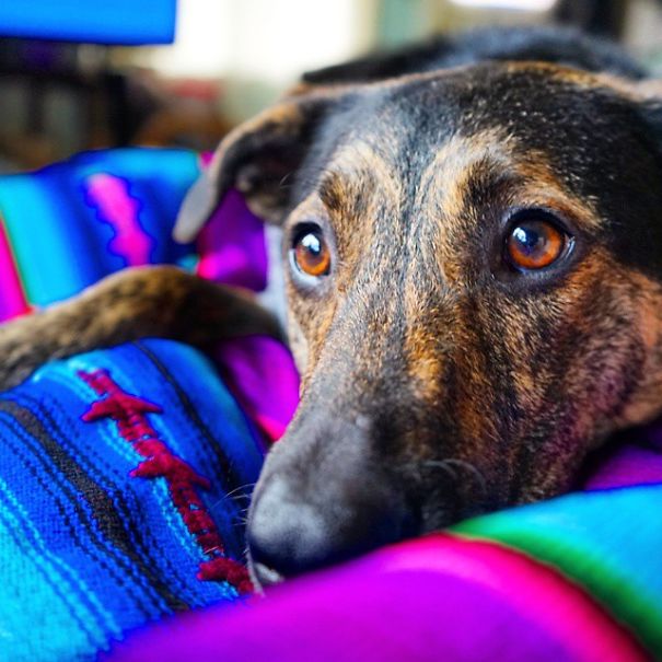 Shephound (german Shepherd - Greyhound Mix)