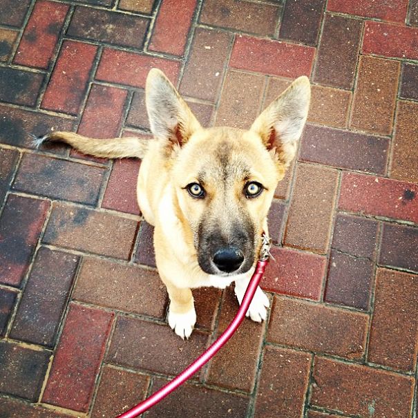 Biffi Is Half Malinois, Half Basenji