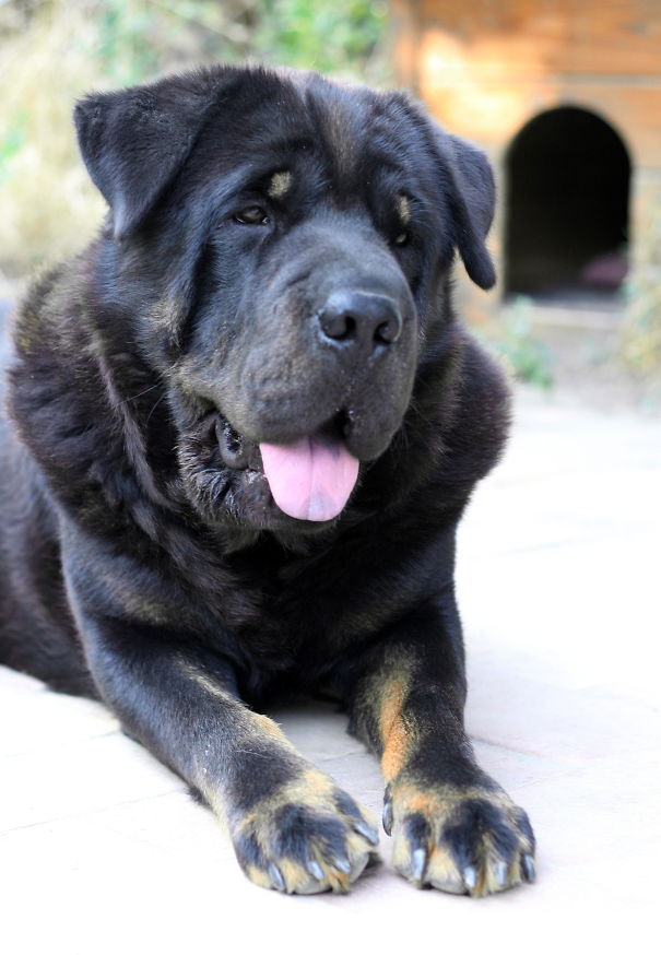 Tibetian Masstiff & Shar-pei Named Tódor From Hungary