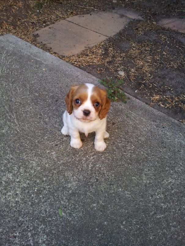 Maltese/cavalier Puppy Vortex Of Cuteness!