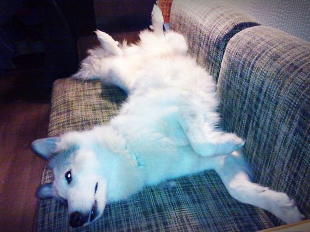 Our Beauty Queen European Laika Vs Samoyed