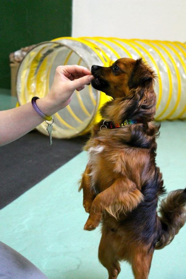 Charlie - Yorkie/shih Tzu/white Swiss Shepherd