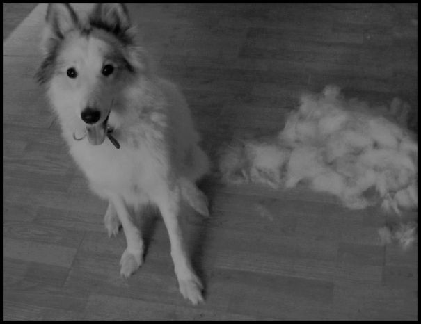 European Laika Vs Samoyed