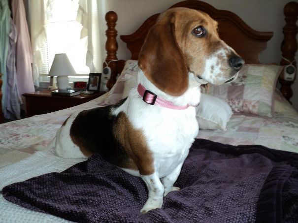 My Bagle (basset/beagle) Gabby