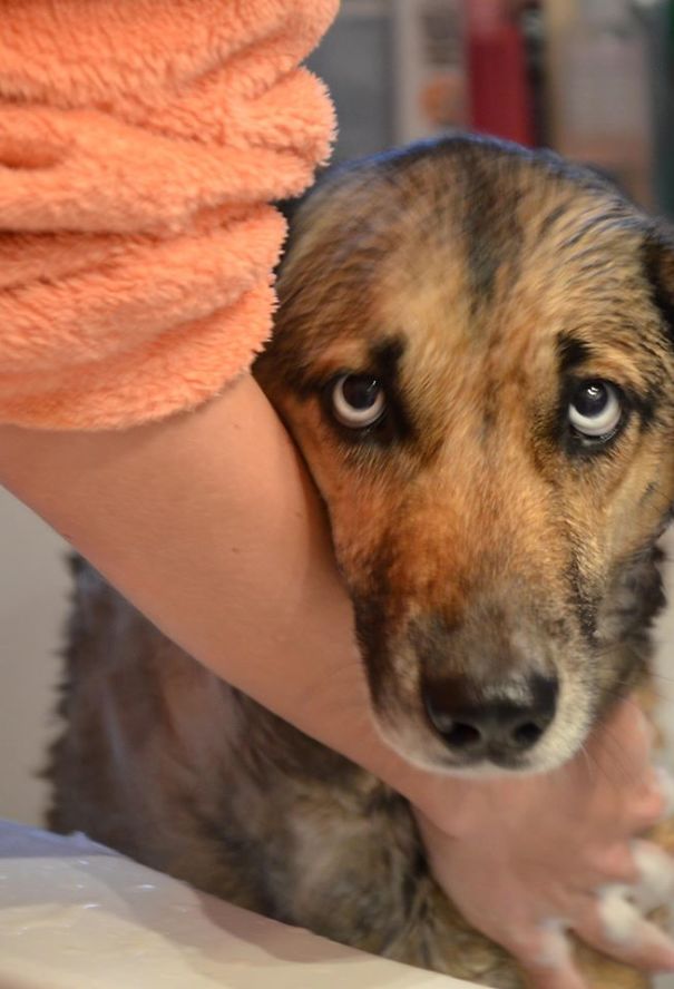 Bavarian Husky (bavarian Mountain Hound + Siberian Husky)