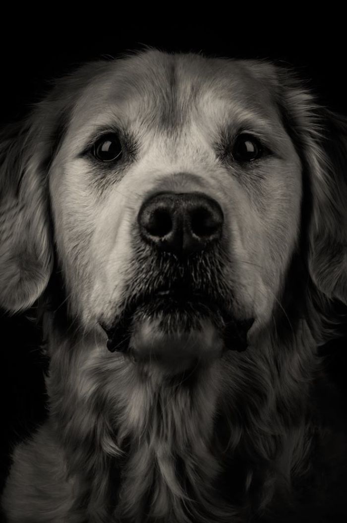 I Take Photos Of Old Dogs To Show How Special A Friendship With A Dog Can Be I Take Photos Of Old Dogs To Show How Special A Friendship With A Dog Can Be