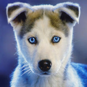 deekshabasavaraj avatar