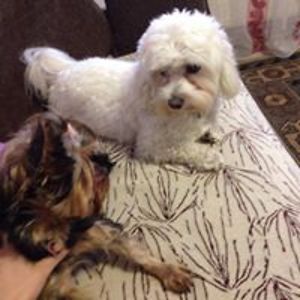 cilli_cili2003 avatar