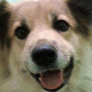 Shirin_Nilsson avatar