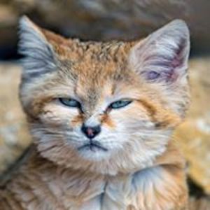 robinbrunswickroad avatar