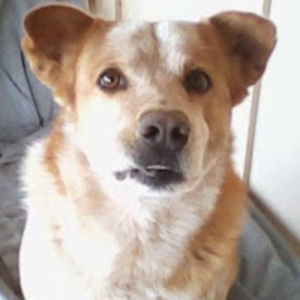 carolzimmerman avatar