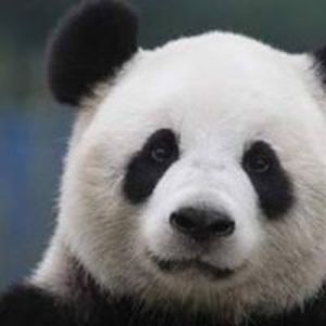 pandaliesje avatar