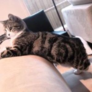 mika_dumpling1 avatar