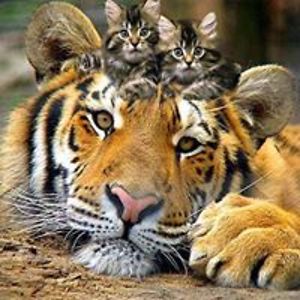 sheileaghleens avatar