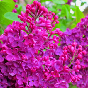 enniamerrican avatar