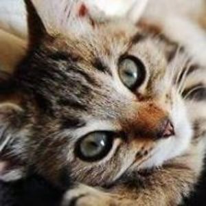 vivien_collins avatar