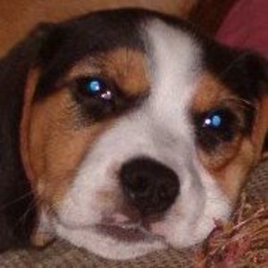 luvmybeagies1 avatar