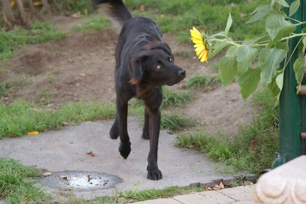Viara, Sister Of Sophie - Rat Terrier, German Shepherd, Pharaon Dog, Puli