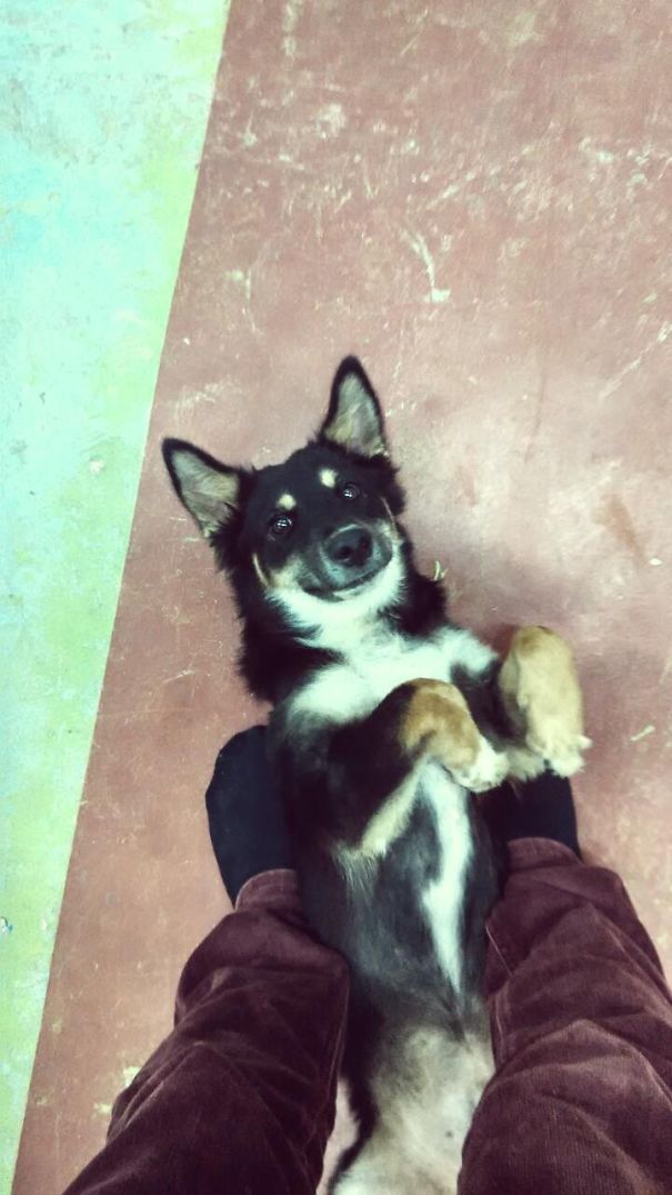 Buddy (korean Jindo + German Shepherd + Corgi) Jindephorgi